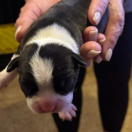 Marsha - Black and white female Boston Terrier puppy in Covington, Georgia from Tuxedo Bostons of Atlanta