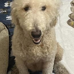 Double Doodles from Momma Mae’s Doodles