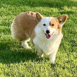 Brandy - Pembroke Welsh Corgi