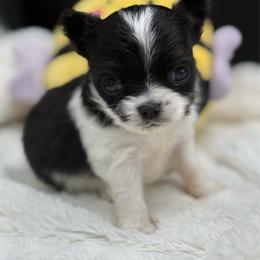 Parker - Black and white male Chihuahua puppy in Lee Center, New York from Alfheim-Andromeda Chihuahua's (A &A's)