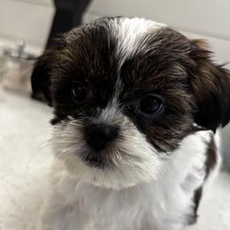 Oreo - Black and white female Mal-Shi puppy in Yulee, Florida from Malshipoos