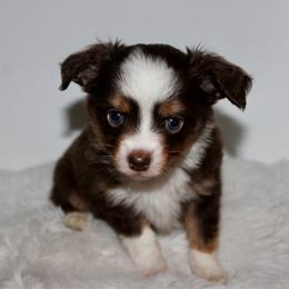 Rhett - Red tri male Toy Australian Shepherd puppy in Wiggins, Colorado from Mile High Acres & Aussies