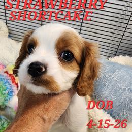 AKC STAWBERRY SHORTCAKE - Blenheim female Cavalier King Charles Spaniel puppy in Joplin, Missouri, Missouri from HOL-A-DA CAVALIERS