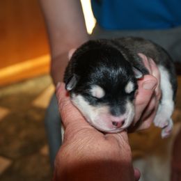 Rachel - Alaskan Malamute puppy in Cokato, Minnesota from WinterStarz Alaskan Malamutes