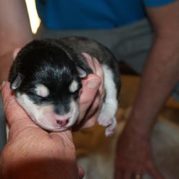 Rachel - Alaskan Malamute puppy in Cokato, Minnesota from WinterStarz Alaskan Malamutes