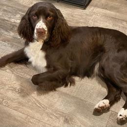 Bristol - English Springer Spaniel