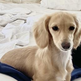 Honey - Dachshund