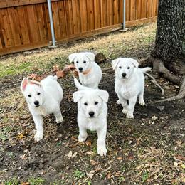 German Shepherd Puppies from Army Vet-German Shepherds