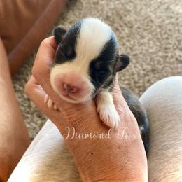 Olive - Black and tan female Pembroke Welsh Corgi puppy in Weston, Idaho from Diamond Fox Corgis