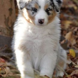 Australian Shepherd Puppies from Ashfall Australian Shepherds