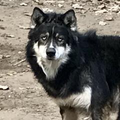 Bear - Siberian Husky