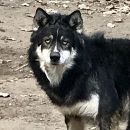 Bear - Siberian Husky