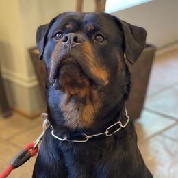 Enna - Rottweiler
