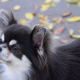 Chihuahuas from Bri Chi's