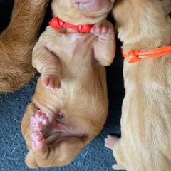Basset Fauve de Bretagne and German Wirehaired Pointer Puppies from Afterhours German Wirehaired Pointers and Basset Fauve de Bretagne