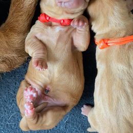 Basset Fauve de Bretagne and German Wirehaired Pointer Puppies from Afterhours German Wirehaired Pointers and Basset Fauve de Bretagne