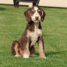 Hershey - Tri-color male Bernedoodle puppy in Honey Brook, Pennsylvania from Green Ridge Puppies
