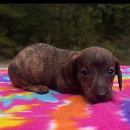 Windy - Brindle female Dachshund puppy in London, Kentucky from Kentucky Bluegrass Wirehair Dachshunds