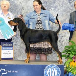 Denim - Black and Tan Coonhound