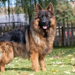 Gio - German Shepherd
