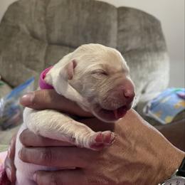 Cindy - Yellow female Labrador Retriever puppy in Port Orchard, Washington from Lea's Labrador Retrievers