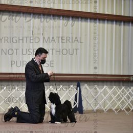 Papillon and Tibetan Terrier Puppies from Corsair Tibetan Terriers & Papillons
