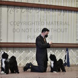 Papillon and Tibetan Terrier Puppies from Corsair Tibetan Terriers & Papillons