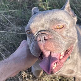 French Bulldogs from Wooftown Kennels