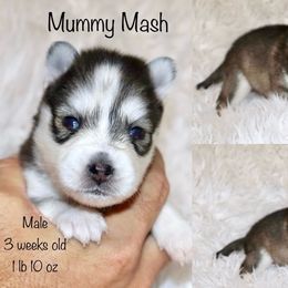Mummy Mash - Gray and white male Pomsky puppy in Denham Springs, Louisiana from Bayouland Pomskies