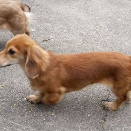 Dachshund Puppies from Em-Me's Royal 'n Loyal Dachshunds