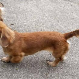 Dachshund Puppies from Em-Me's Royal 'n Loyal Dachshunds