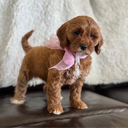 Lily - Red female Cavapoo puppy in Orrstown, Pennsylvania from Pawfect Fur Friends