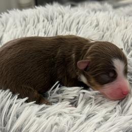 Buster - Red tri male Miniature Australian Shepherd puppy in Ambrose, Georgia from Brandilyn's Aussies