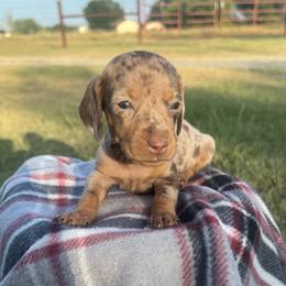 Bubbles - Dapple female Dachshund puppy in Durant, Oklahoma from Rockin’ S Kennel