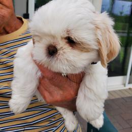 Grey - White male Shih Tzu puppy in Yorba Linda, California from AKC Registered Purebred Shihtzus