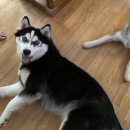 Siberian Huskies from K & R Huskies