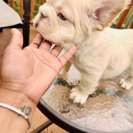 French Bulldog All Grown Up from Kallie’s Kennel