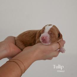 Tulip - Red  female Goldendoodle puppy in Salem, Virginia from Aloha Doodles & Poodles