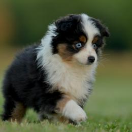 Daisy - Black tri female Toy Australian Shepherd puppy in Hartman, Arkansas from Southern Edition Aussies