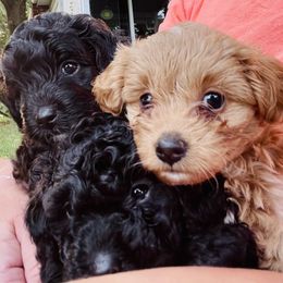 Poodle Puppies from Kindred Companions Toy Doodles