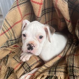 Boy 3 - White male Boxer puppy in Center Hill, Florida from Rogers Farm’s Beloved Boxers