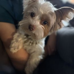 Rosie - Yorkshire Terrier