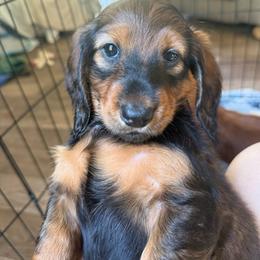 Kitty - Red female Dachshund puppy in Bluff City, Tennessee from Sidanelv Dachshunds