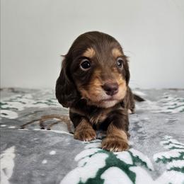 Chocolate and tan female - Chocolate and tan female Dachshund puppy in Belle Rive, Illinois from Akin's Miniature Dachshunds, LLC