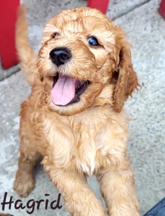Goldendoodle Puppies from M&M G-Doods