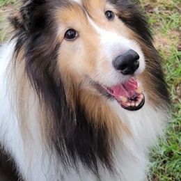 Shetland Sheepdogs from Cheryl's Shelties