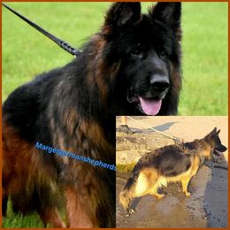 German Shepherd puppies from Von Holtzapple German shepherds