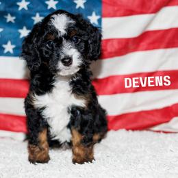 Devens - Tri-color male Bernedoodle puppy in Gilbert, Arizona from Safe Havynn Doodles