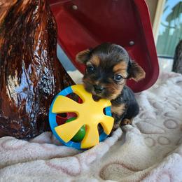 Boy 1 - Black and tan male Yorkshire Terrier puppy in Tacoma, Washington from Anks Toys Yorkshire terriers