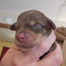 Nutmeg (2500 limited AKC) - Chocolate and tan female Dachshund puppy in Eldon, Missouri from Pure Joy Dachshunds